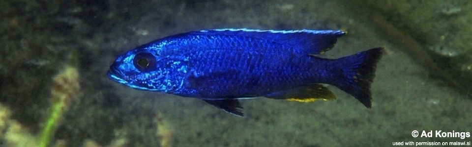 Sciaenochromis fryeri 'Maleri Island'