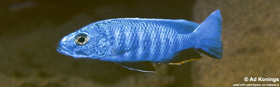 Sciaenochromis fryeri 'Mbenji Island'