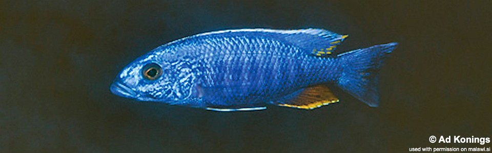 Sciaenochromis fryeri 'Taiwanee Reef'