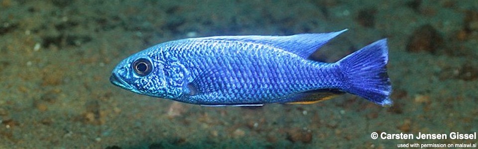 Sciaenochromis fryeri 'Three Peaks Reef'