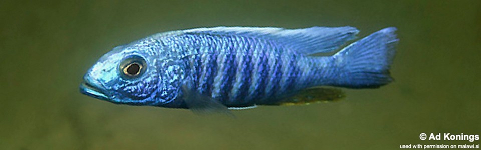 Sciaenochromis fryeri 'Thumbi West Island'