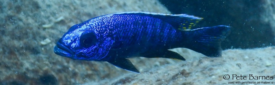 Sciaenochromis fryeri 'Yofu Bay'