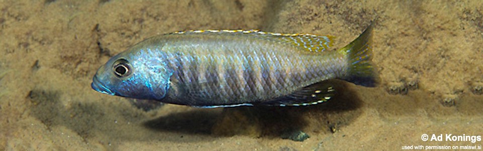 Sciaenochromis psammophilus 'Cobwé'