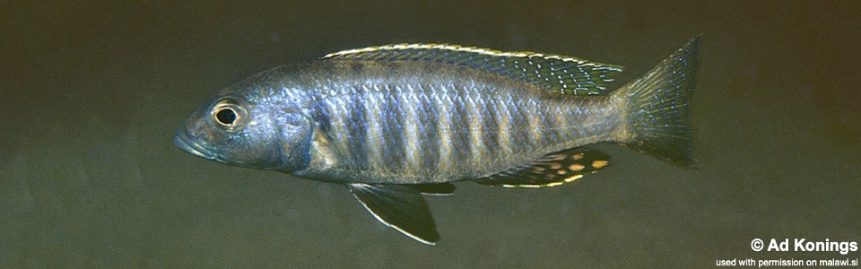 Sciaenochromis psammophilus 'Kande Island'