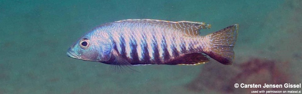 Sciaenochromis sp. 'nyassae' Liwani