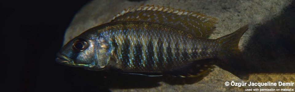 Sciaenochromis sp. 'nyassae' (unknown locality)