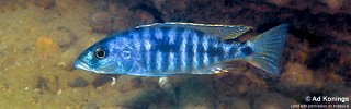 Sciaenochromis sp. 'nyassae' Chidunga Rocks.jpg