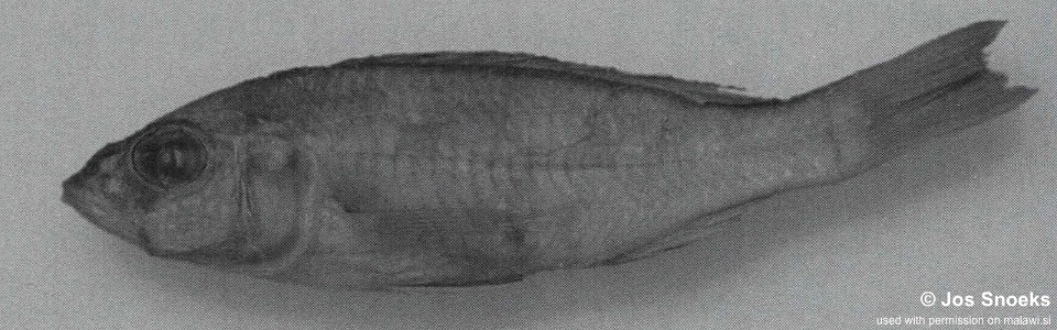 Sciaenochromis sp. 'small interorbital' Wissmann Bay