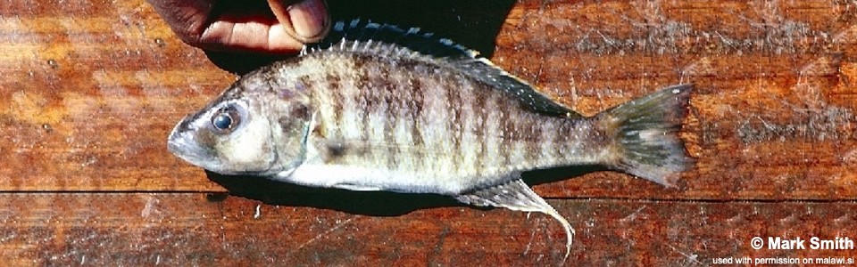 Sciaenochromis sp. 'spilostichus makanjila' Masinje