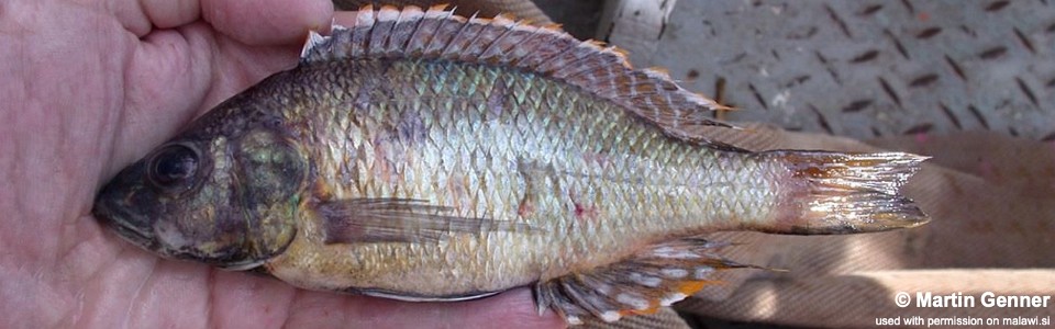 Sciaenochromis sp. 'torpedo head' South East Arm