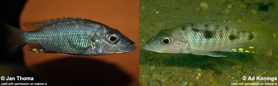 Stigmatochromis macrorhynchos 'Mumbo Island'