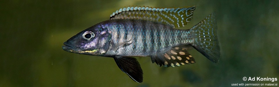 Stigmatochromis macrorhyncho (unknown locality)