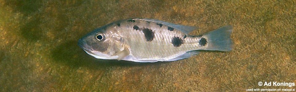 Stigmatochromis melanchros 'Luwala Reef'