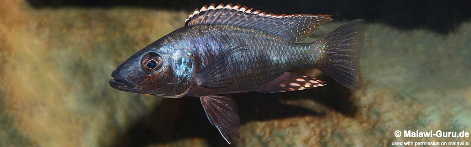 Stigmatochromis melanchros (unknown locality)