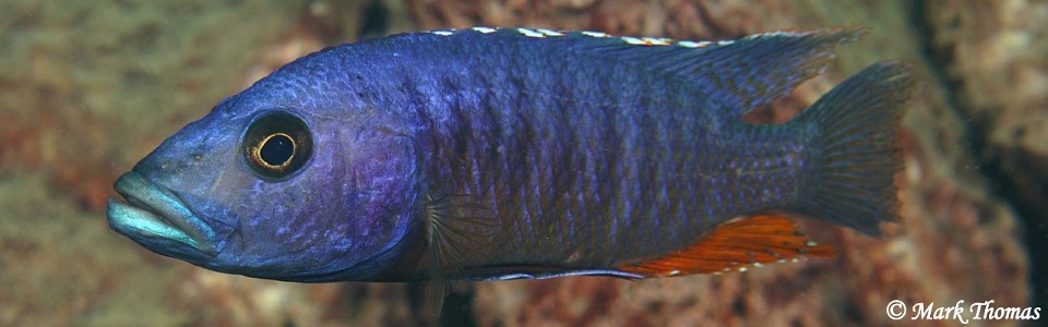 Stigmatochromis modestus 'Cape Kaiser'