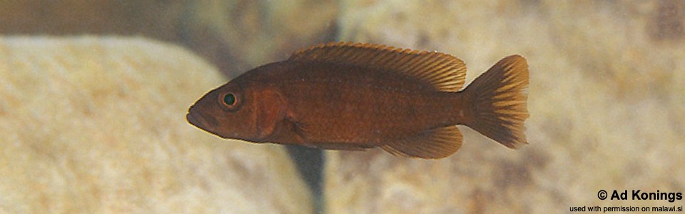 Stigmatochromis modestus 'Londo Bay'