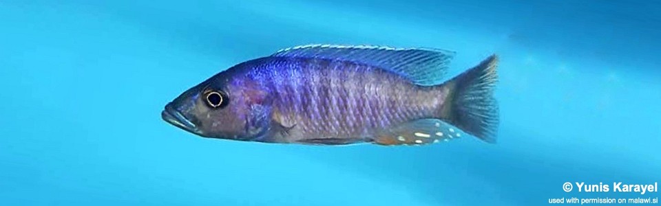 Stigmatochromis modestus 'Mbenji Island'