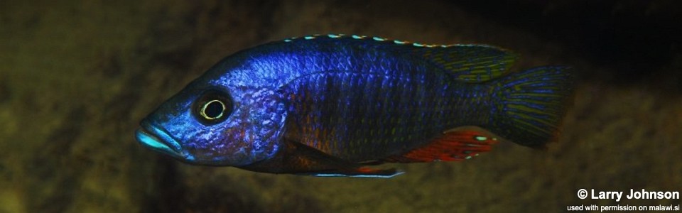 Stigmatochromis modestus 'Nakantenga Island'