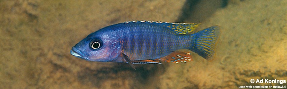 Stigmatochromis modestus 'Namalenje Island'