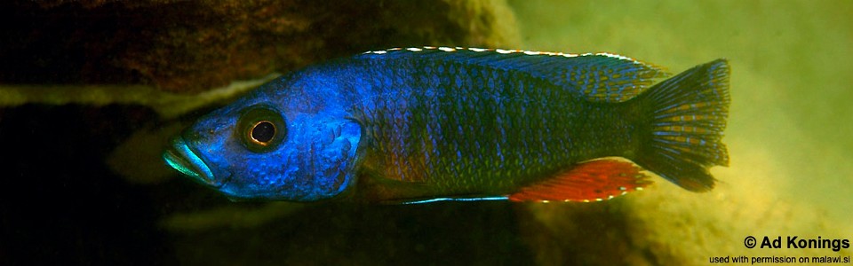 Stigmatochromis modestus (unknown locality)