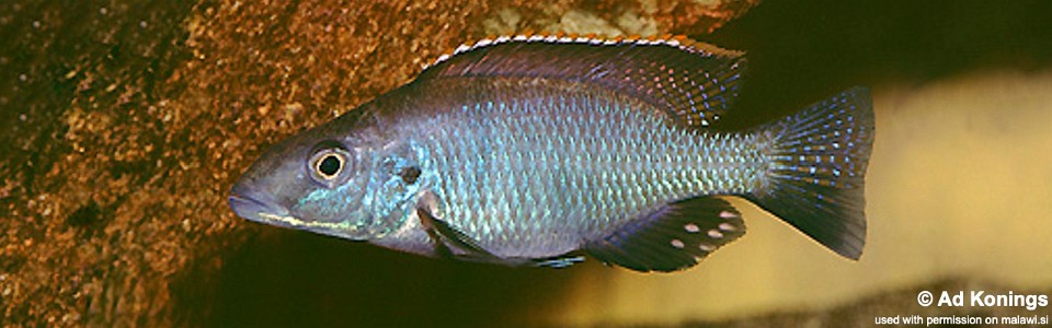 Stigmatochromis pholidophorus (unknown locality)