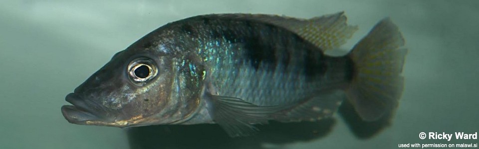 Stigmatochromis woodi 'Gome'