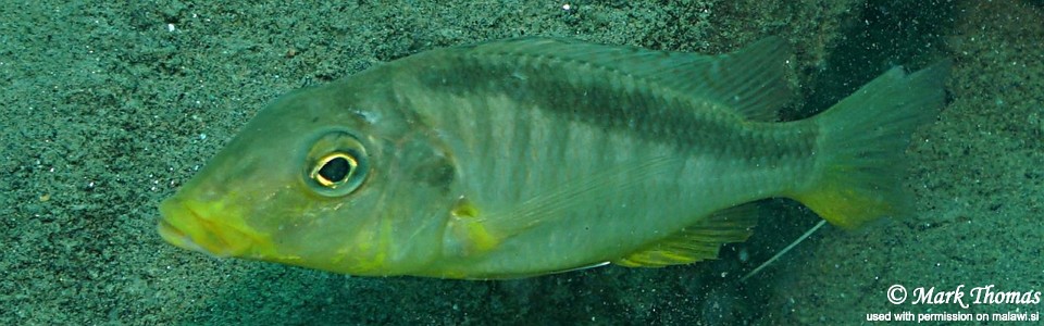 Taeniolethrinops furcicauda 'Border'