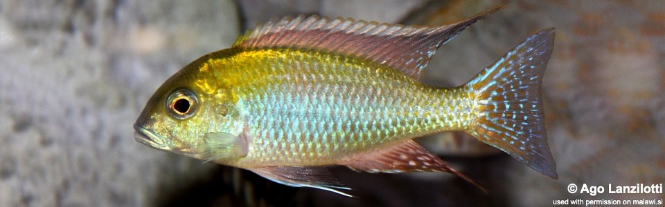 Tramitichromis Intermedius 'Kambiri Point'