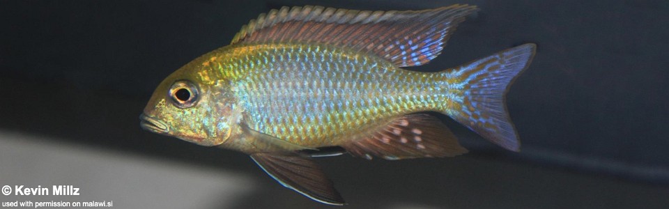 Tramitichromis Intermedius 'Senga Bay'