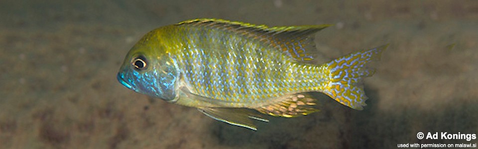 Tramitichromis intermedius 'Gallireya Reef'