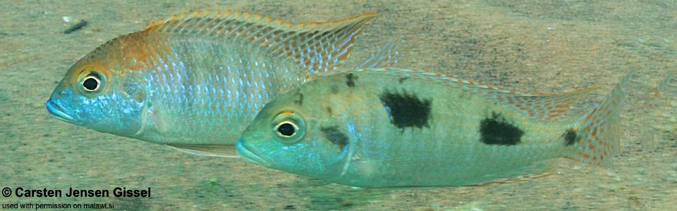 Tramitichromis intermedius 'Mdowa'