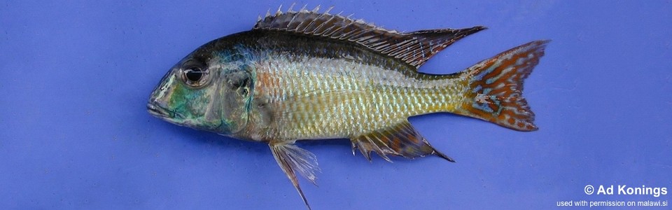 Tramitichromis sp. 'maculae' Nkolongwe