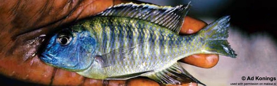 Tramitichromis sp. 'variabilis likoma' Likoma Island