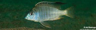 Tramitichromis sp. 'east-coast shallow' Liwani.jpg