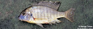Tramitichromis sp. 'false lituris' South East Arm.jpg