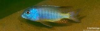 Tramitichromis sp. 'mvunguti' Mvunguti.jpg