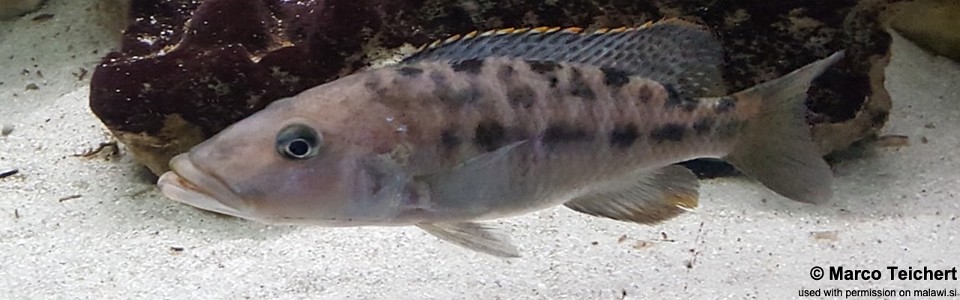 Tyrannochromis macrostoma (Tanzania)
