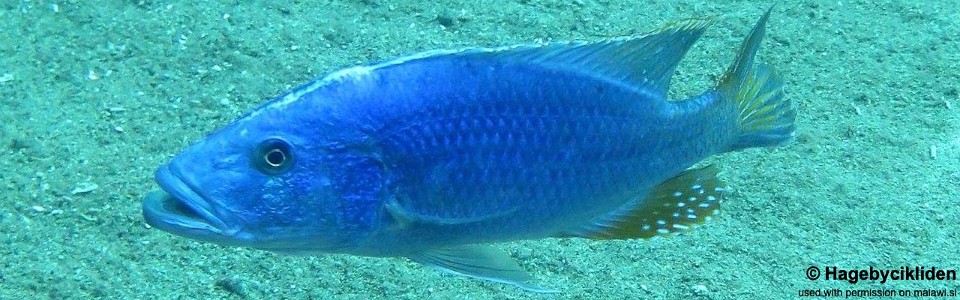 Tyrannochromis nigriventer 'Taiwanee Reef'