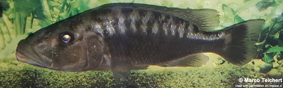 Tyrannochromis polyodon (unknown locality)