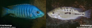 &#39;Hemitaeniochromis&#39; sp. &#39;insignis mumbo&#39;