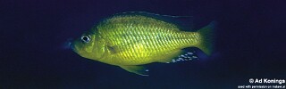 &#39;Hemitaeniochromis&#39; sp. &#39;spilopterus yellow&#39; Mdoka