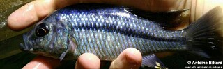 &#39;Hemitaeniochromis&#39; sp. &#39;spilopterus kande&#39;