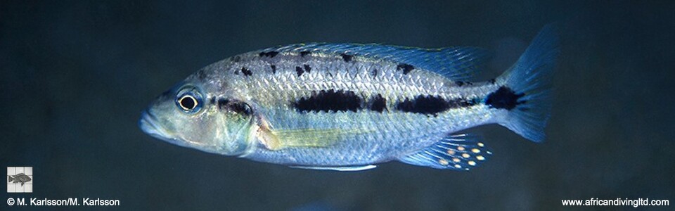 'Hemitaeniochromis' sp. 'urotaenia mandalawi' Mandalawi Reef (Rhoade's Bank)