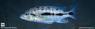 &#39;Hemitaeniochromis&#39; sp. &#39;urotaenia mandalawi&#39; Rhoades Bank