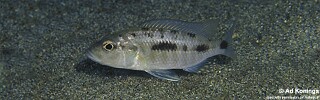 &#39;Hemitaeniochromis&#39; sp. &#39;urotaenia tanzania&#39; Makonde