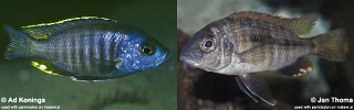 Hemitaeniochromis brachyrhynchus Hemitaeniochromis sp. &#39;spilopterus blue&#39;