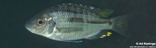 Hemitaeniochromis brachyrhynchus &#39;Zimbawe Rock&#39;