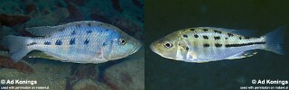Hemitaeniochromis urotaenia