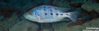 Hemitaeniochromis urotaenia &#39;Likoma Island&#39;