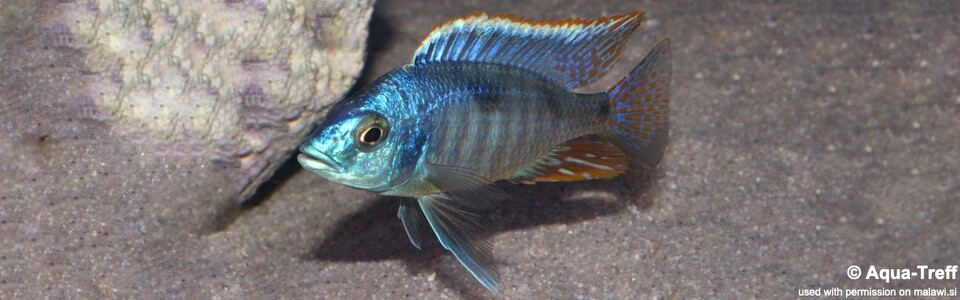 Hemitilapia oxyrhynchus  (unknown locality)